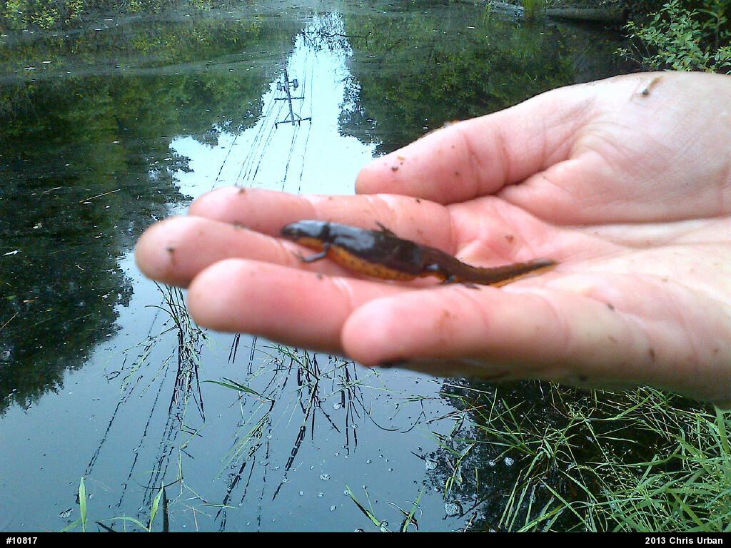 Red-spotted Newt