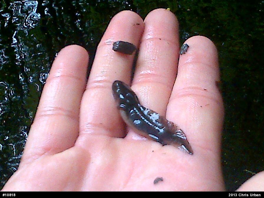 Spotted Salamander