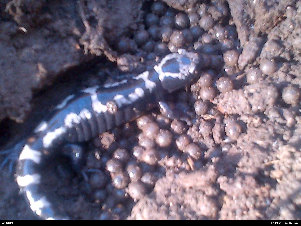 Marbled Salamander