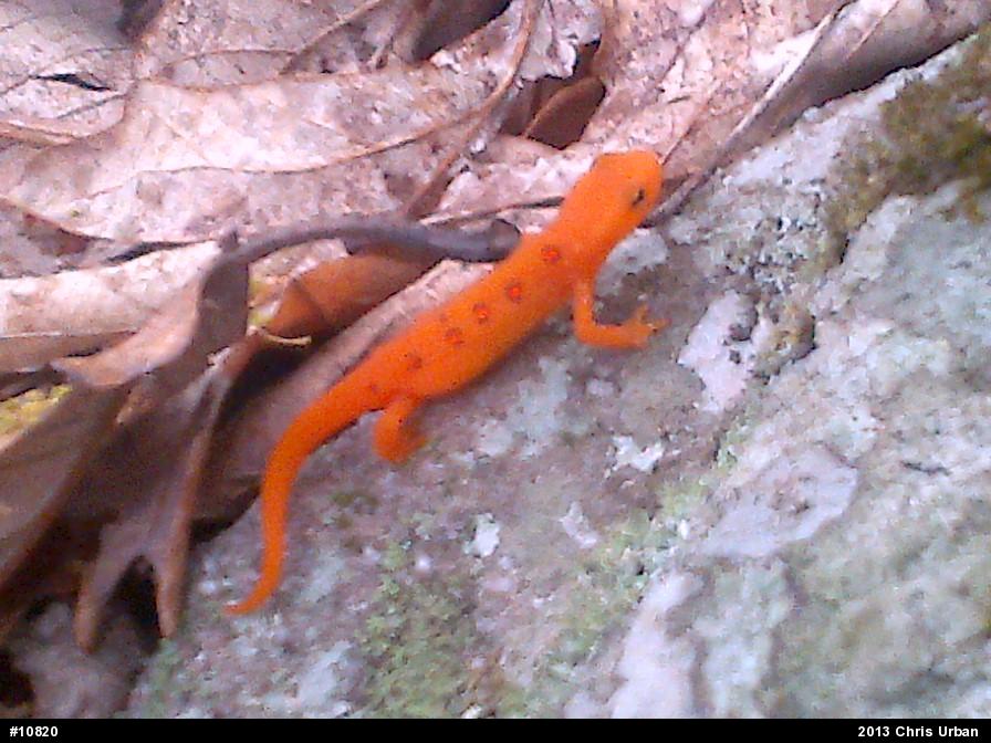 Red-spotted Newt