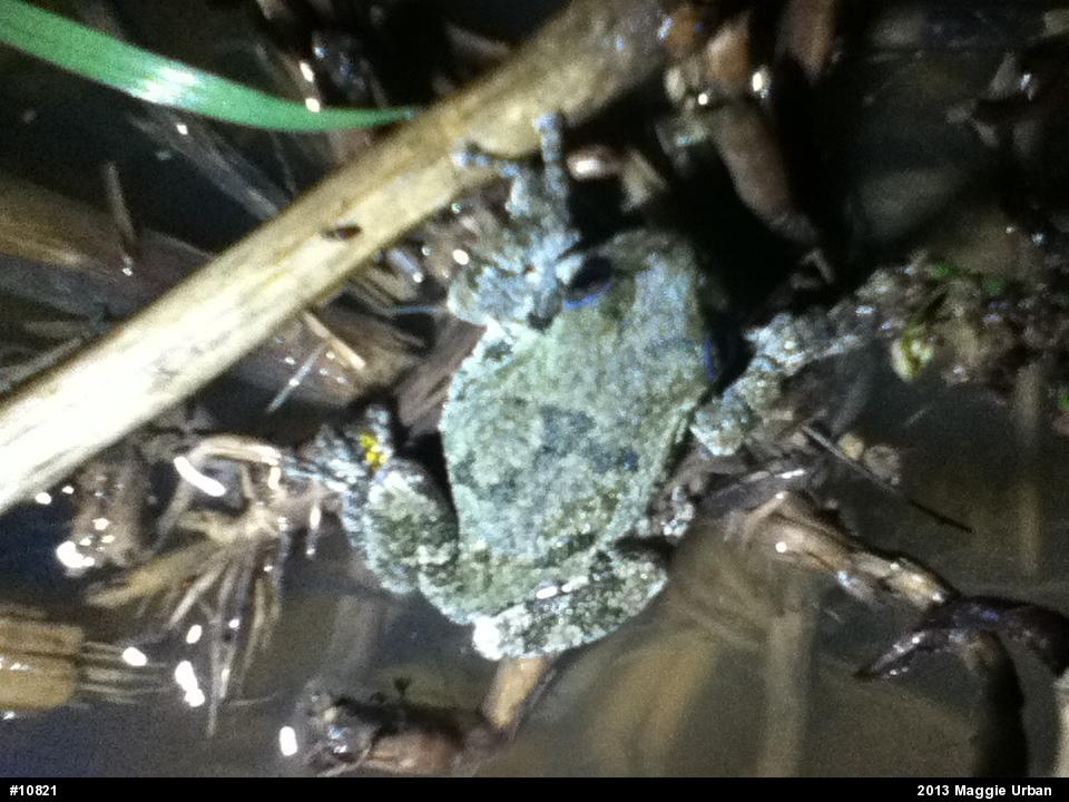 Gray Treefrog