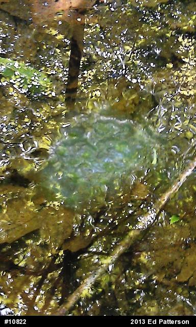 Spotted Salamander