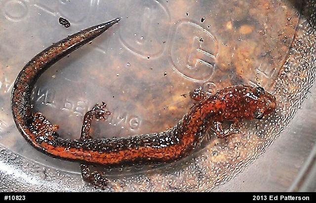 Eastern Red-backed  Salamander