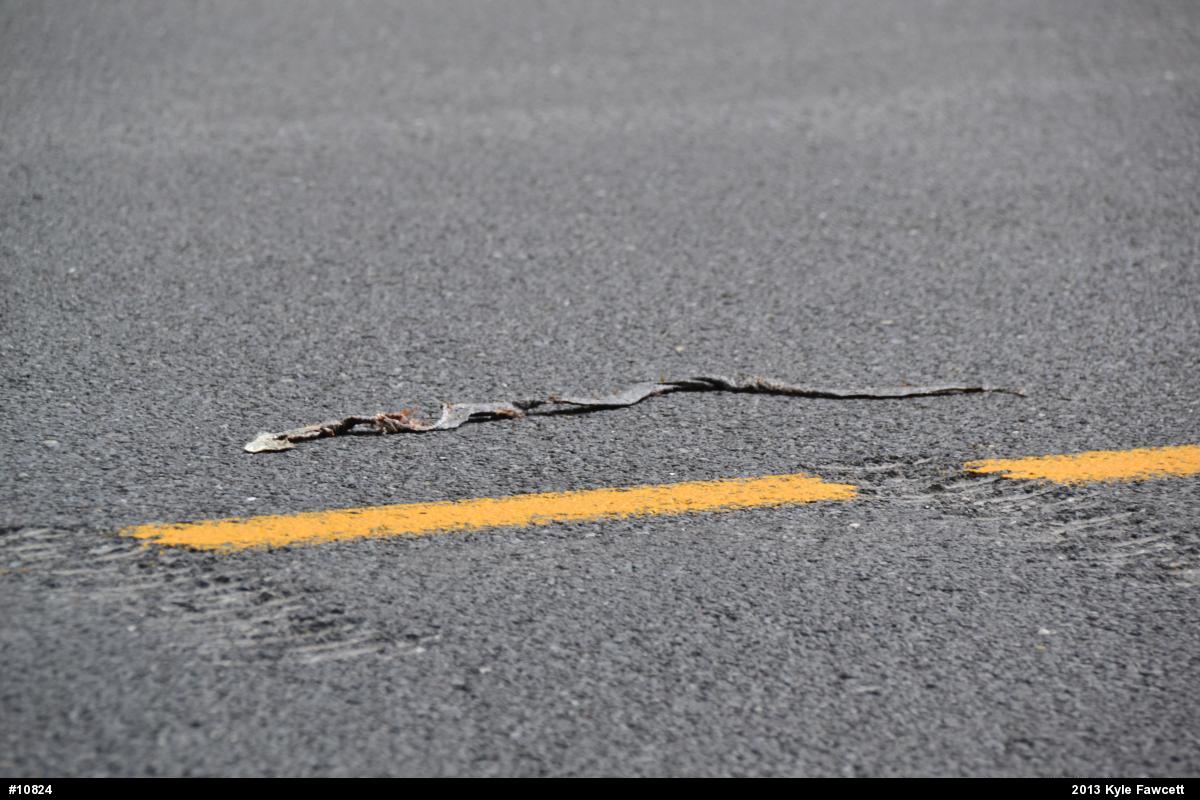 Eastern Ratsnake