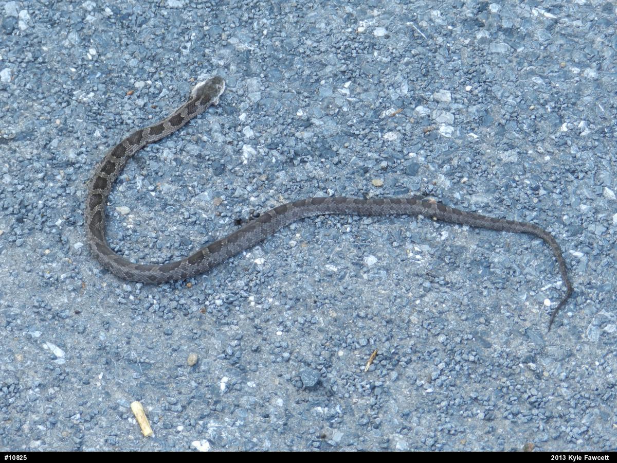 Eastern Ratsnake
