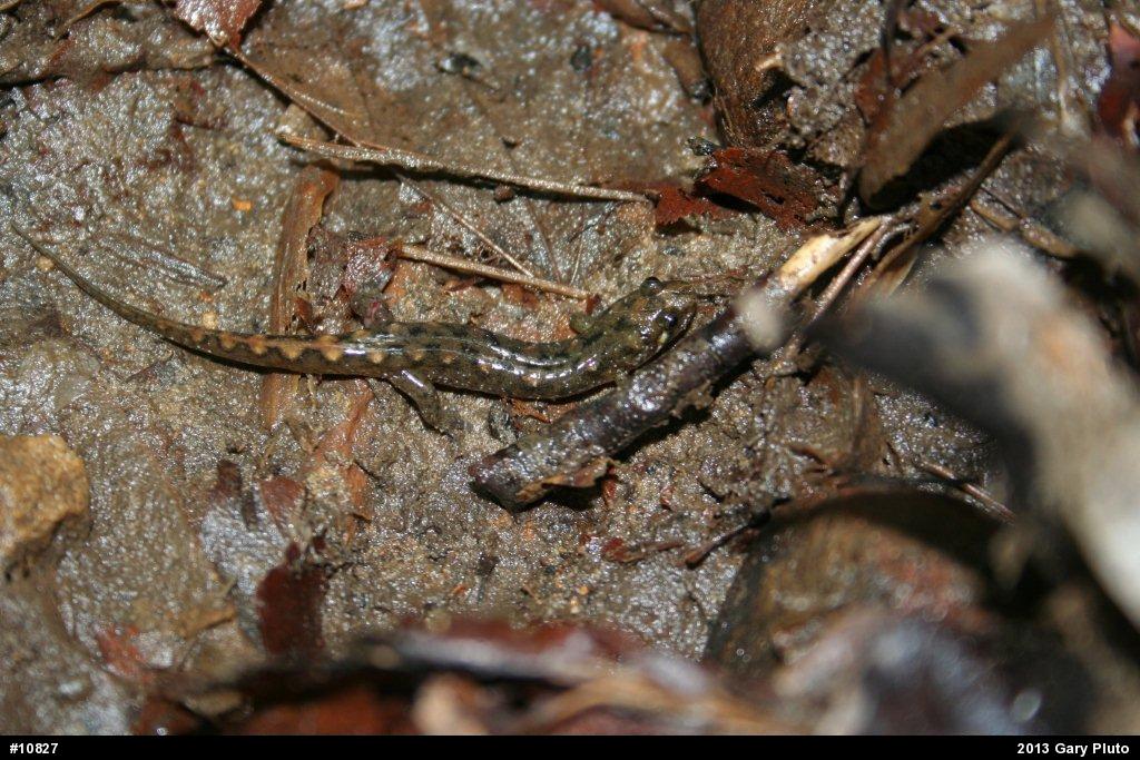 Seal Salamander