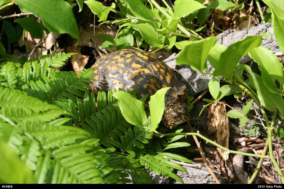 Eastern Box Turtle