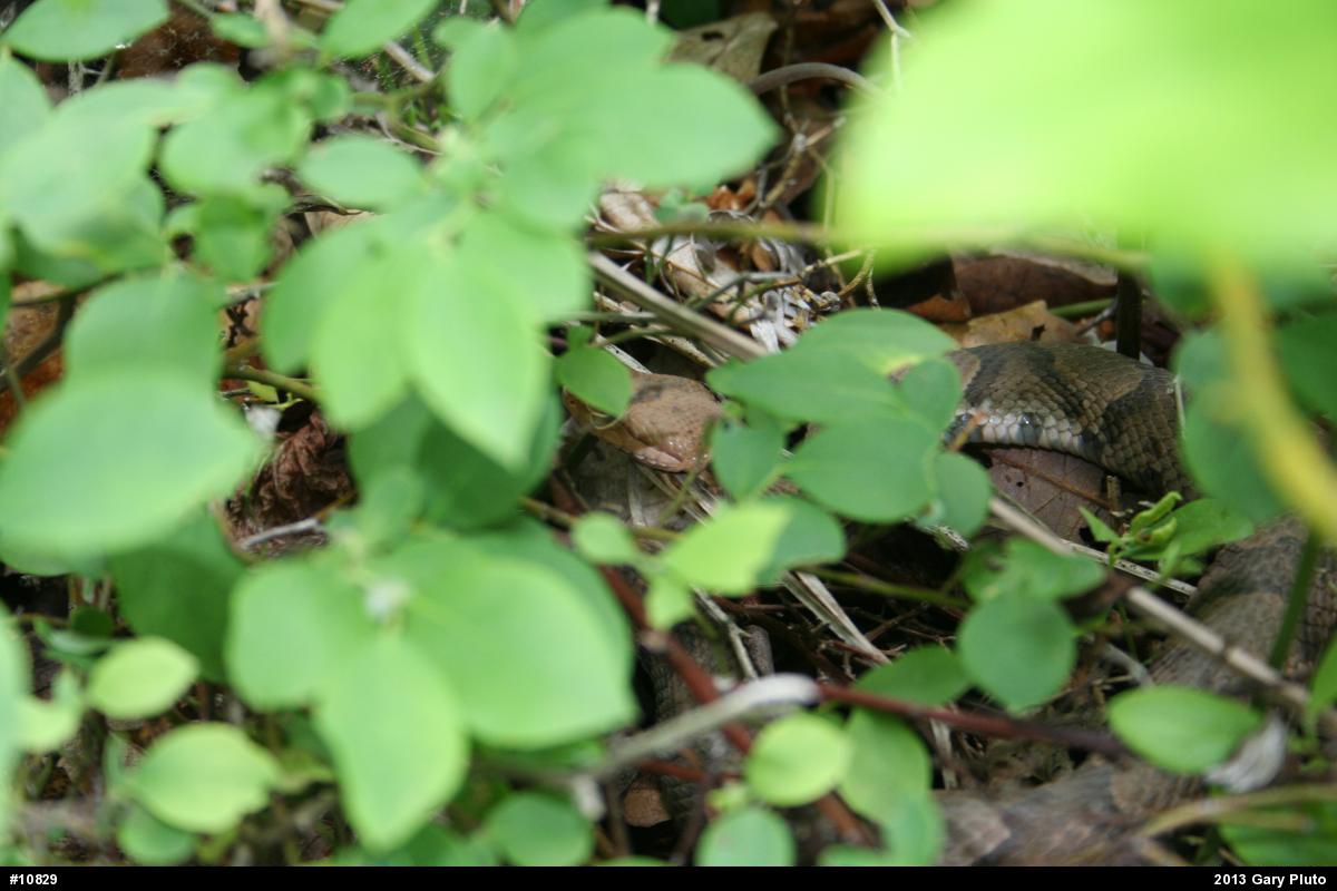 Northern Copperhead