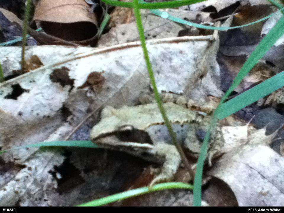 Wood Frog
