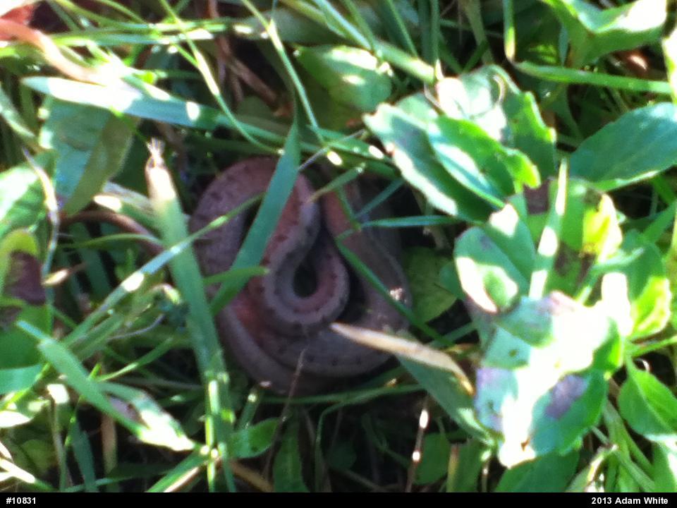 Dekay's Brownsnake