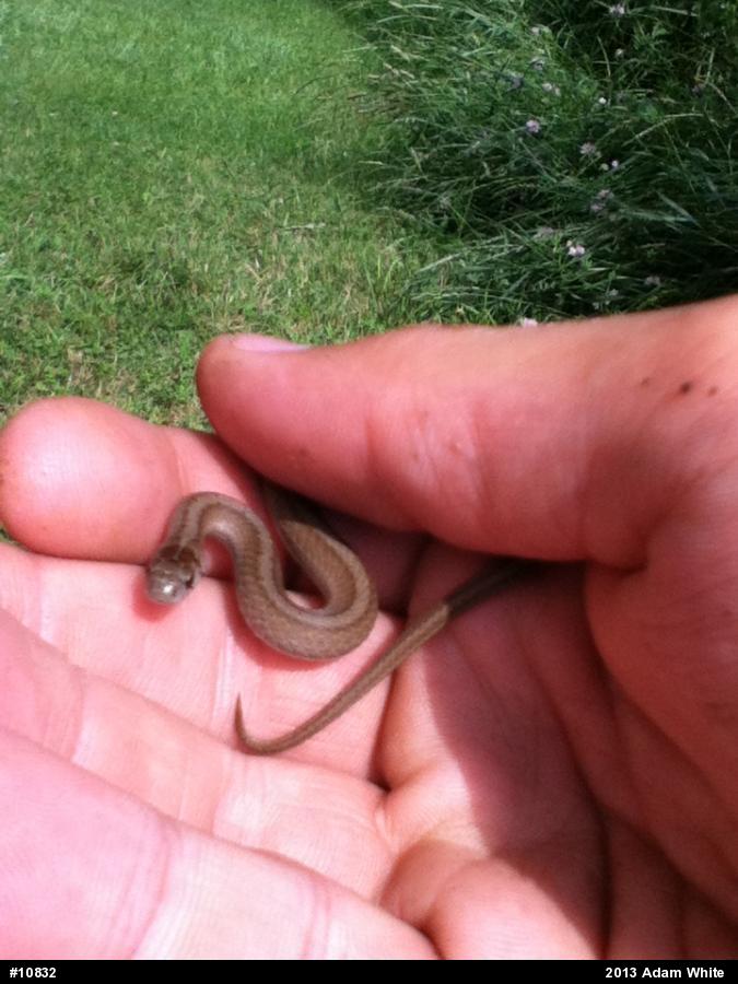 Dekay's Brownsnake