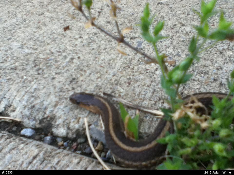 Shorthead Gartersnake