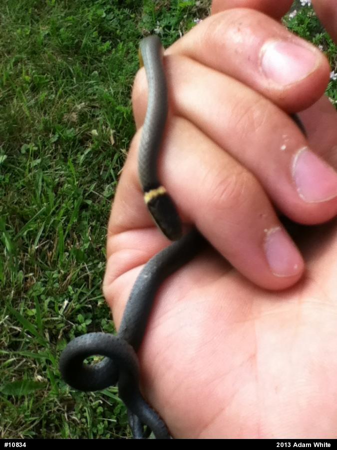 Northern Ring-necked Snake