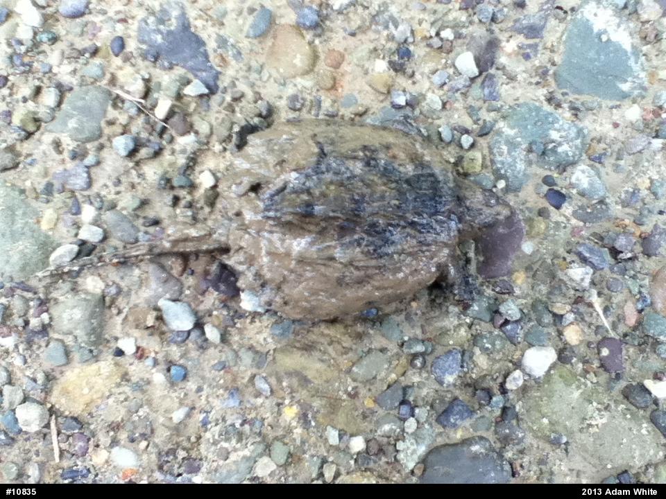 Snapping Turtle