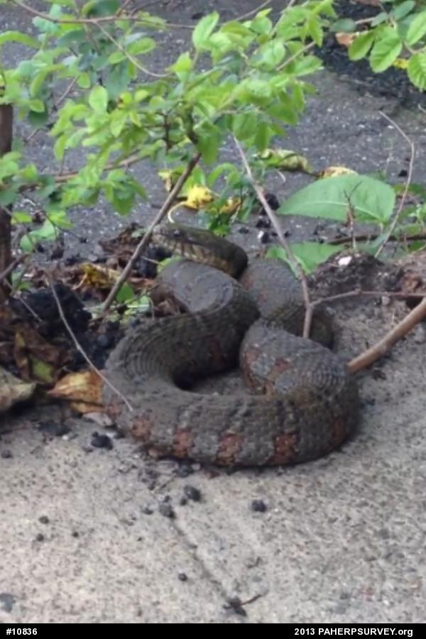 Northern Watersnake