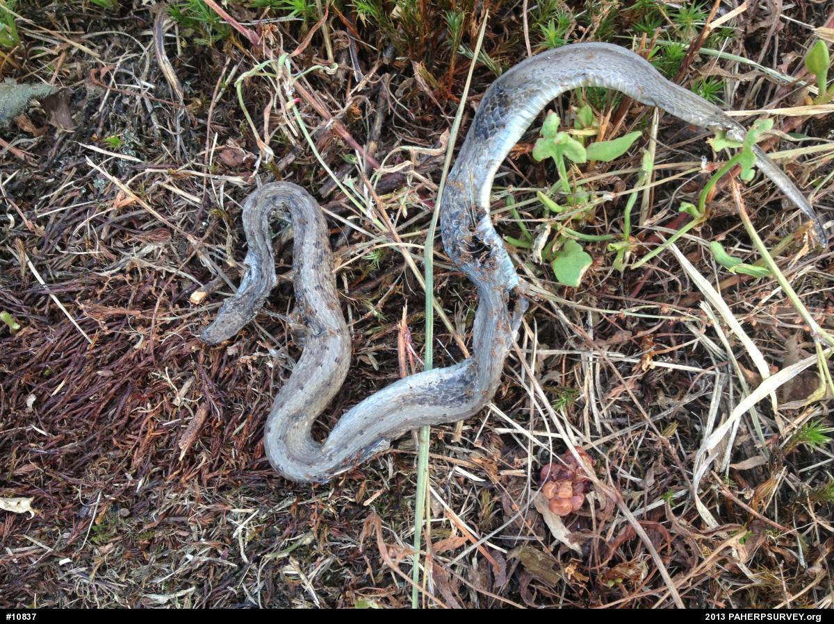 Dekay's Brownsnake
