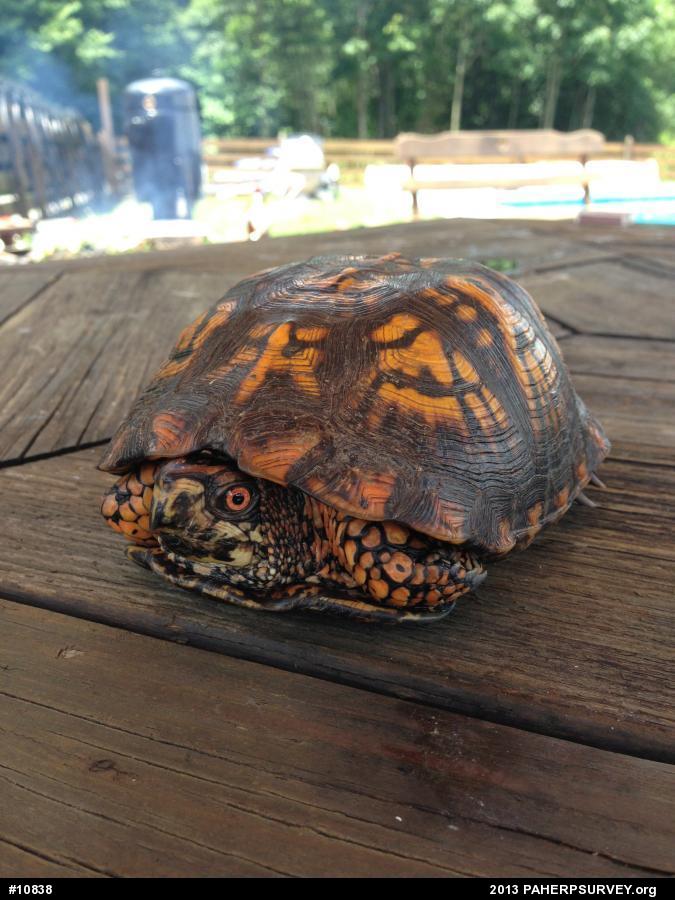 Eastern Box Turtle