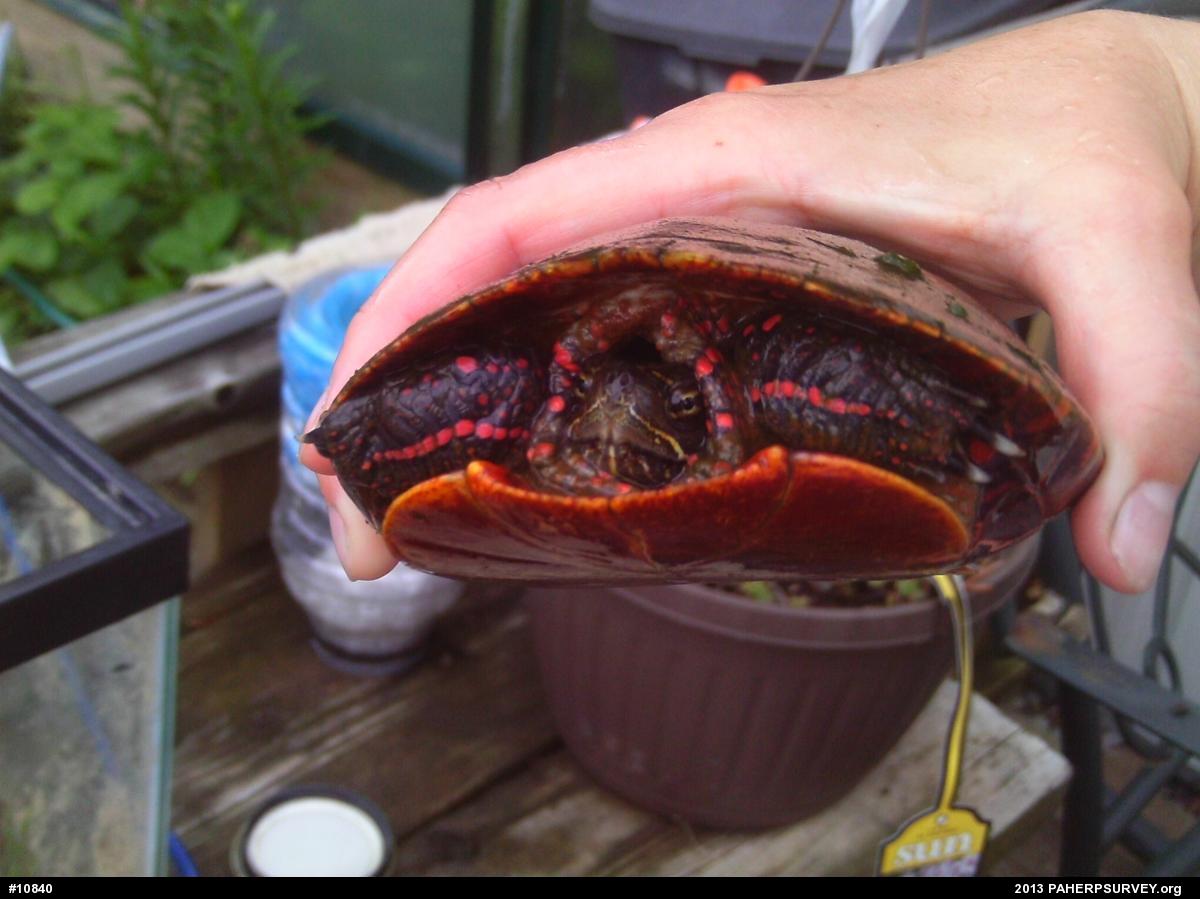 Midland Painted Turtle
