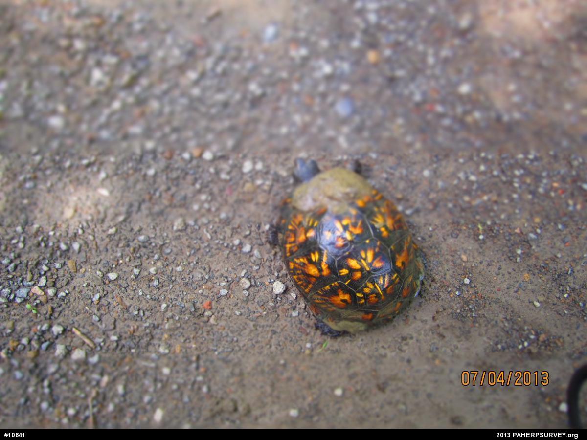 Eastern Box Turtle