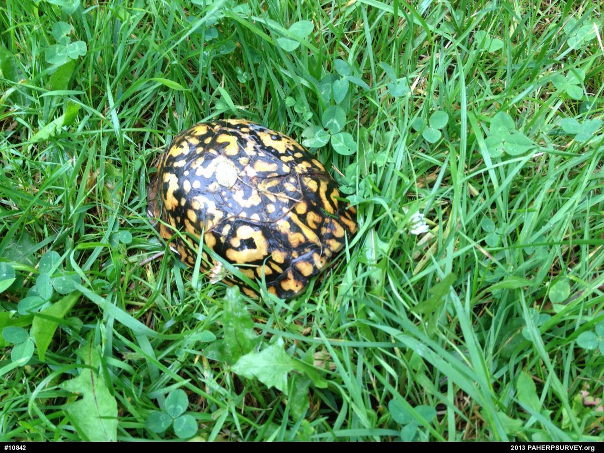 Eastern Box Turtle