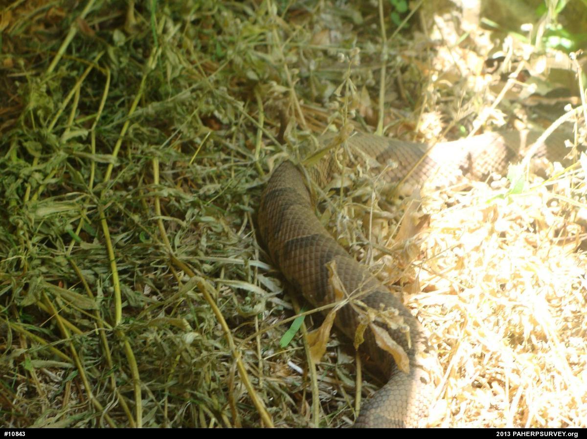 Northern Copperhead