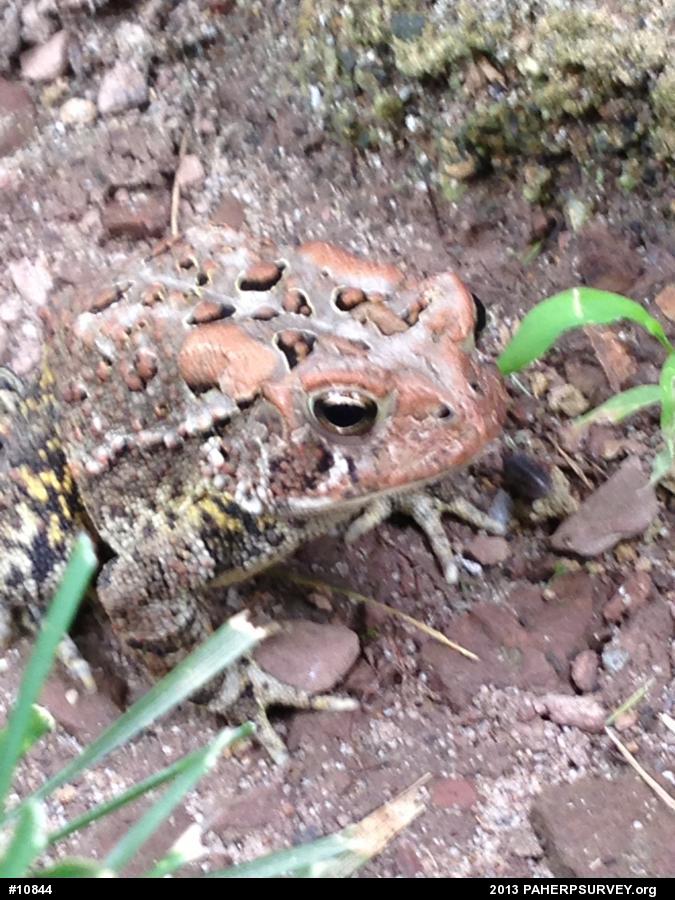 Eastern American Toad
