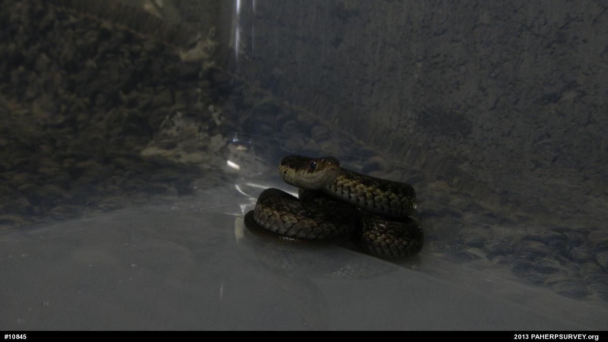 Eastern Gartersnake