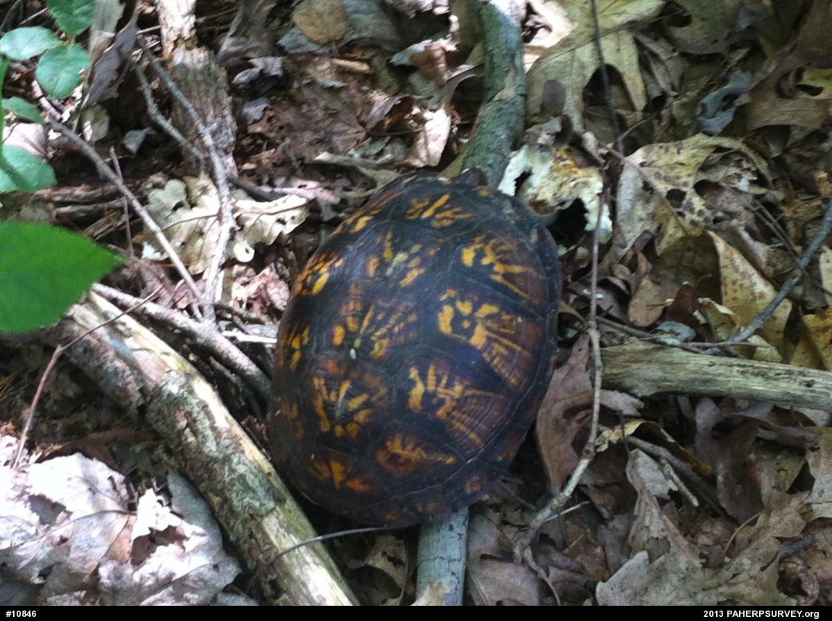 Eastern Box Turtle