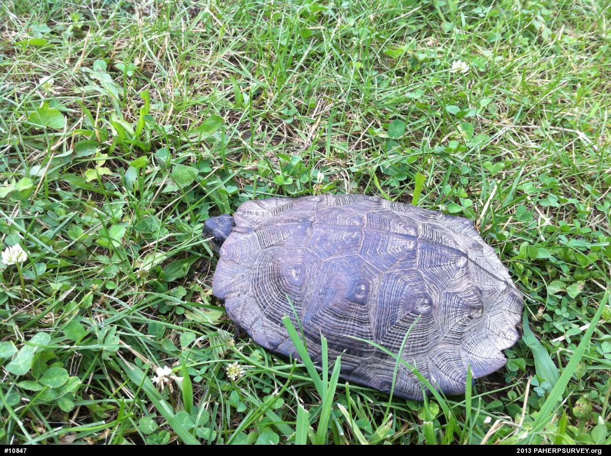Wood Turtle