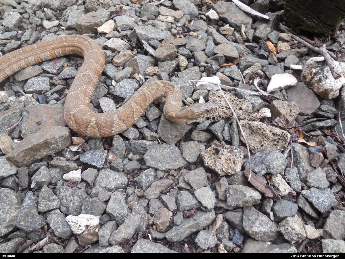 Northern Watersnake