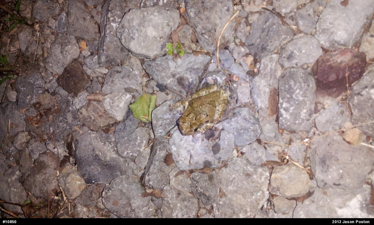 Cope's Gray Treefrog