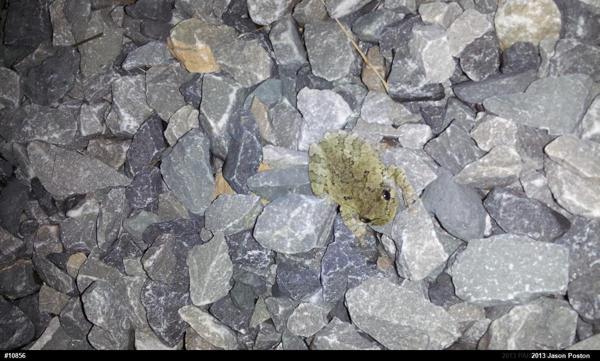 Cope's Gray Treefrog