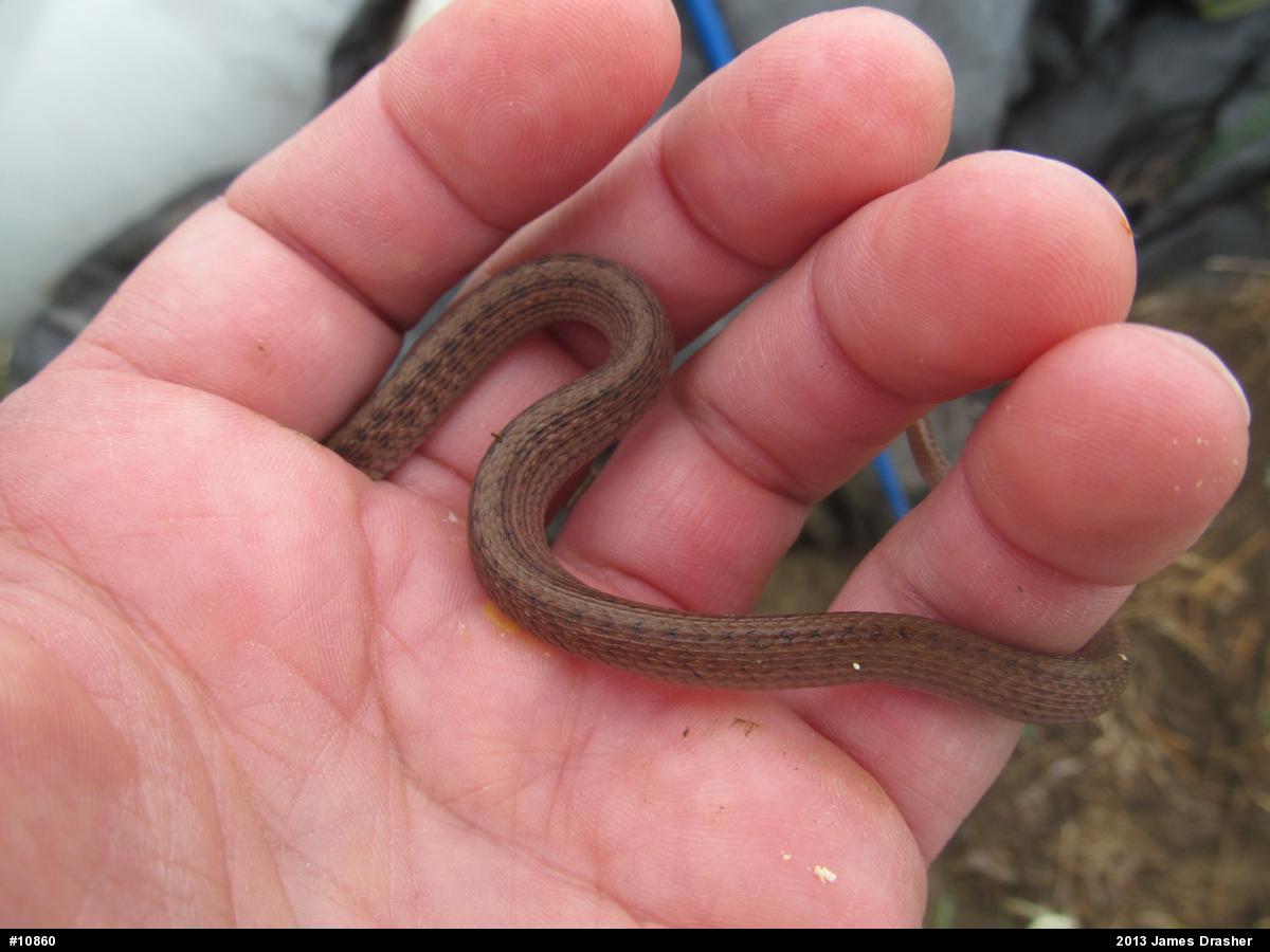 Dekay's Brownsnake