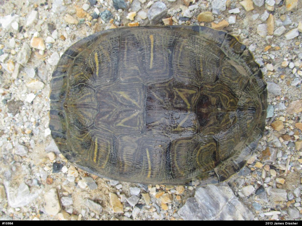 Pond Slider