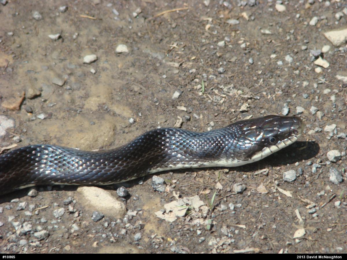 Eastern Ratsnake