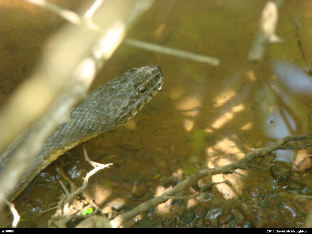 Northern Watersnake