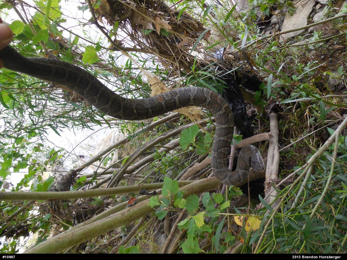 Northern Watersnake