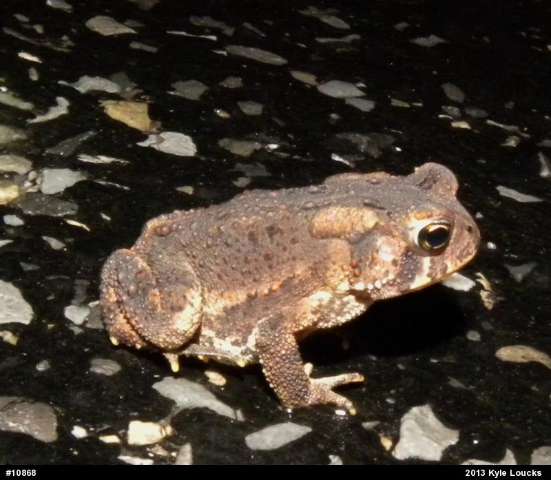 Eastern American Toad