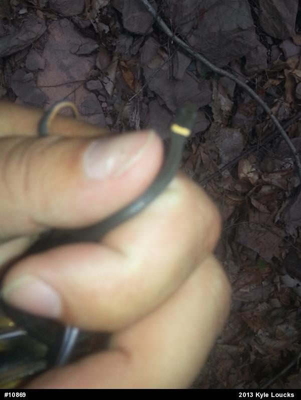 Northern Ring-necked Snake