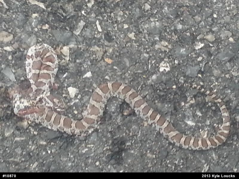 Eastern Milksnake