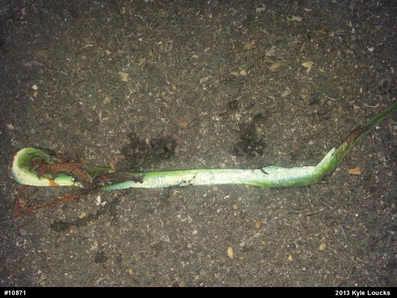 Smooth Greensnake