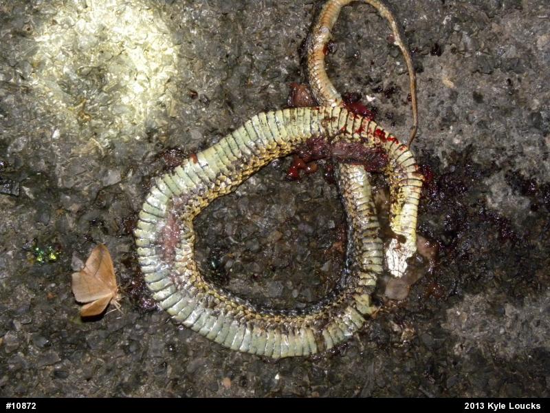 Eastern Gartersnake
