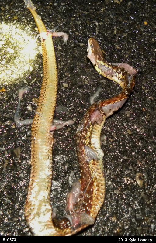 Eastern Gartersnake