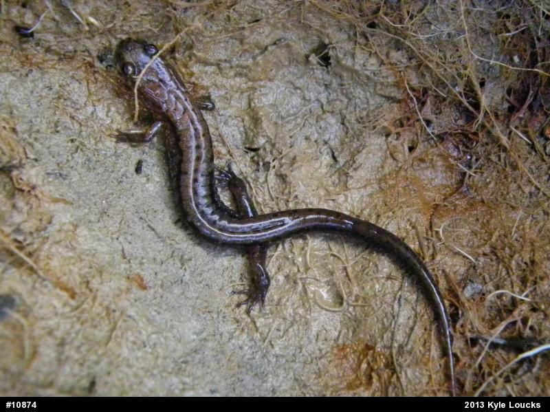 Allegheny Mountain Dusky Salamander