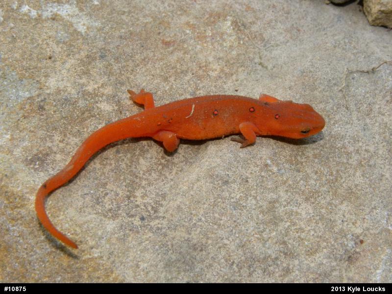 Red-spotted Newt