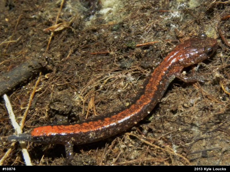 Eastern Red-backed  Salamander
