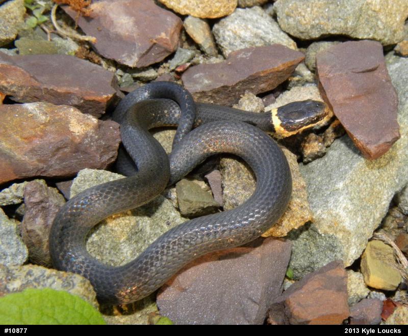 Northern Ring-necked Snake