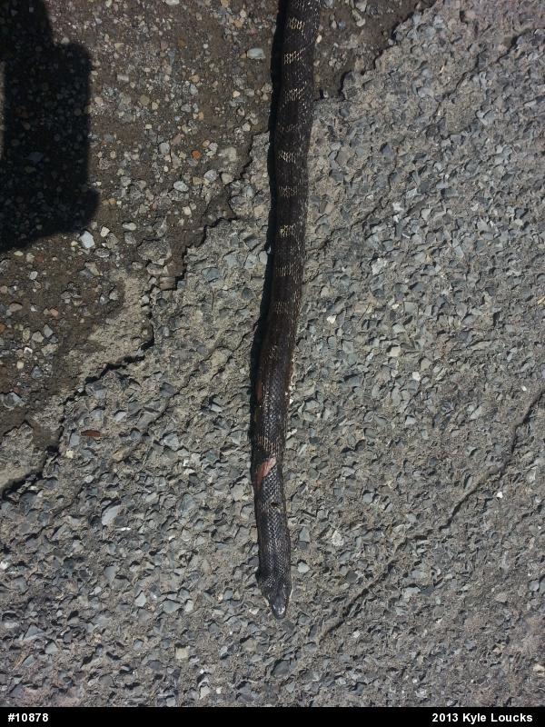 Eastern Ratsnake