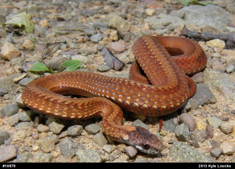 Red-bellied Snake