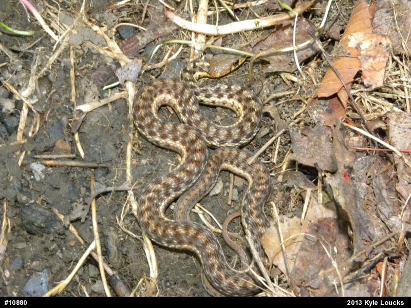 Eastern Gartersnake